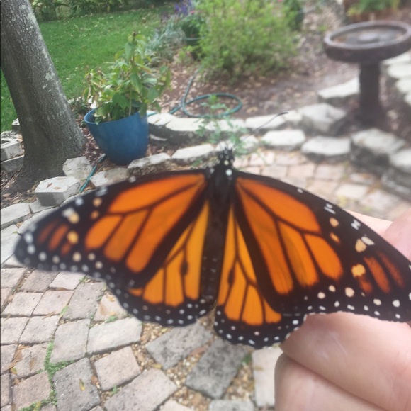 Meet your Posher, Silke - Picture 1 of 1